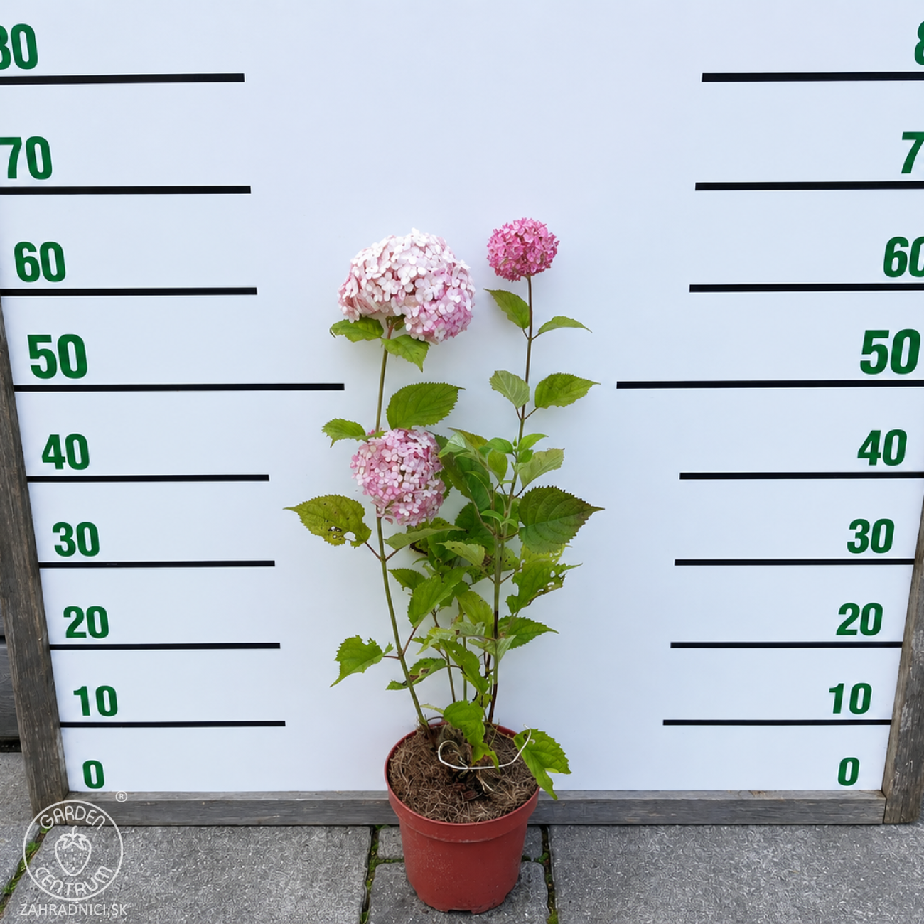 Obrázok Hortenzia stromčekovitá (Hydrangea arborescens) ´CANDYBELLE® BUBBLEGUM´ - výška 50-60 cm, kont. C2L